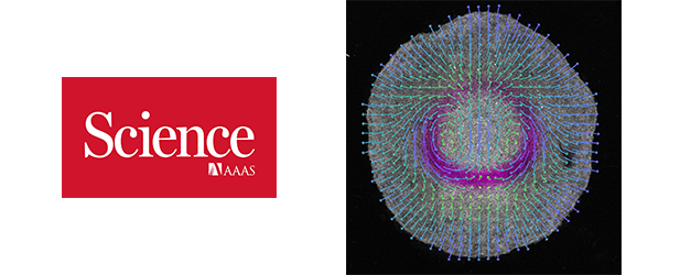 How do developing embryos acquire their shape?