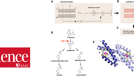 Evolution-based model  for designing chorismate mutase enzymes