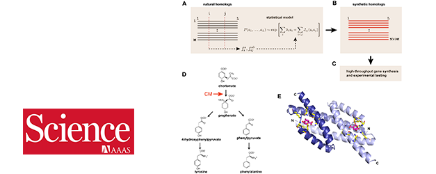 Evolution-based model  for designing chorismate mutase enzymes