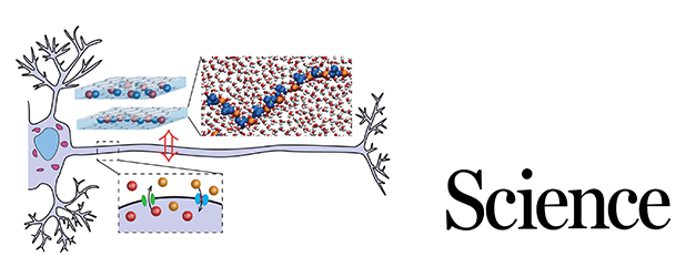 An artificial ionic neuron for tomorrow’s electronic memories