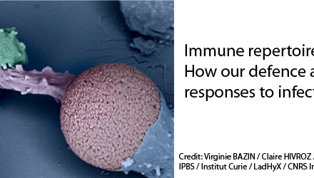 Immune repertoires: how our defence armoury responses to infections