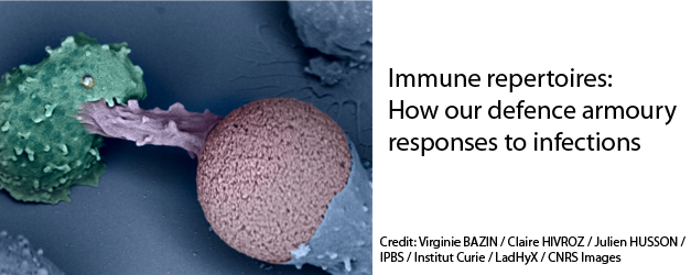 Immune repertoires: how our defence armoury responses to infections