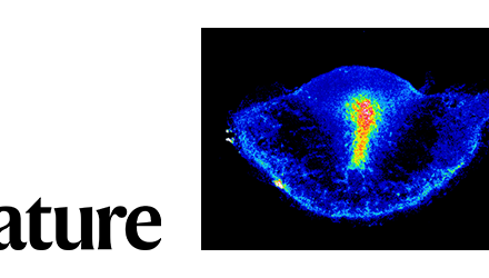 Embryos use mechanics to self-organize