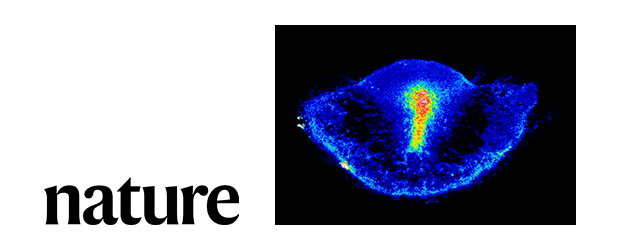 Embryos use mechanics to self-organize