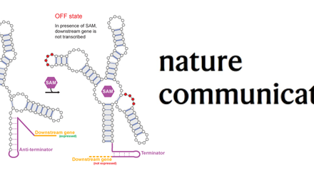 Conception de commutateurs moléculaires à ARN à l&rsquo;aide de machines de Boltzmann restreintes